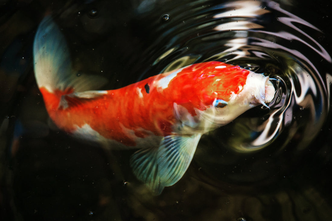Koivoer van Goion Koi Food